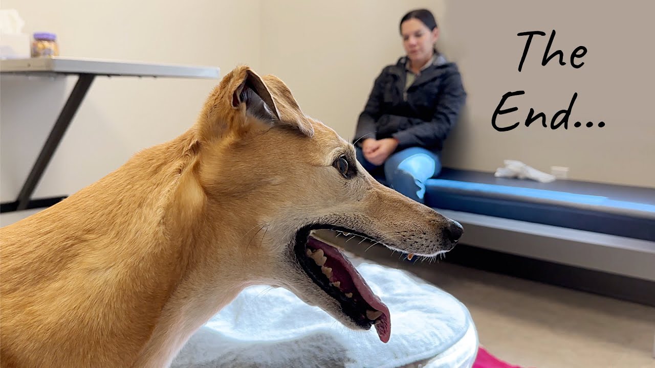 Каково это было — усыпить мою борзую