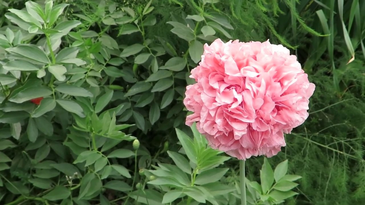 Maria's 2018 organic garden tour