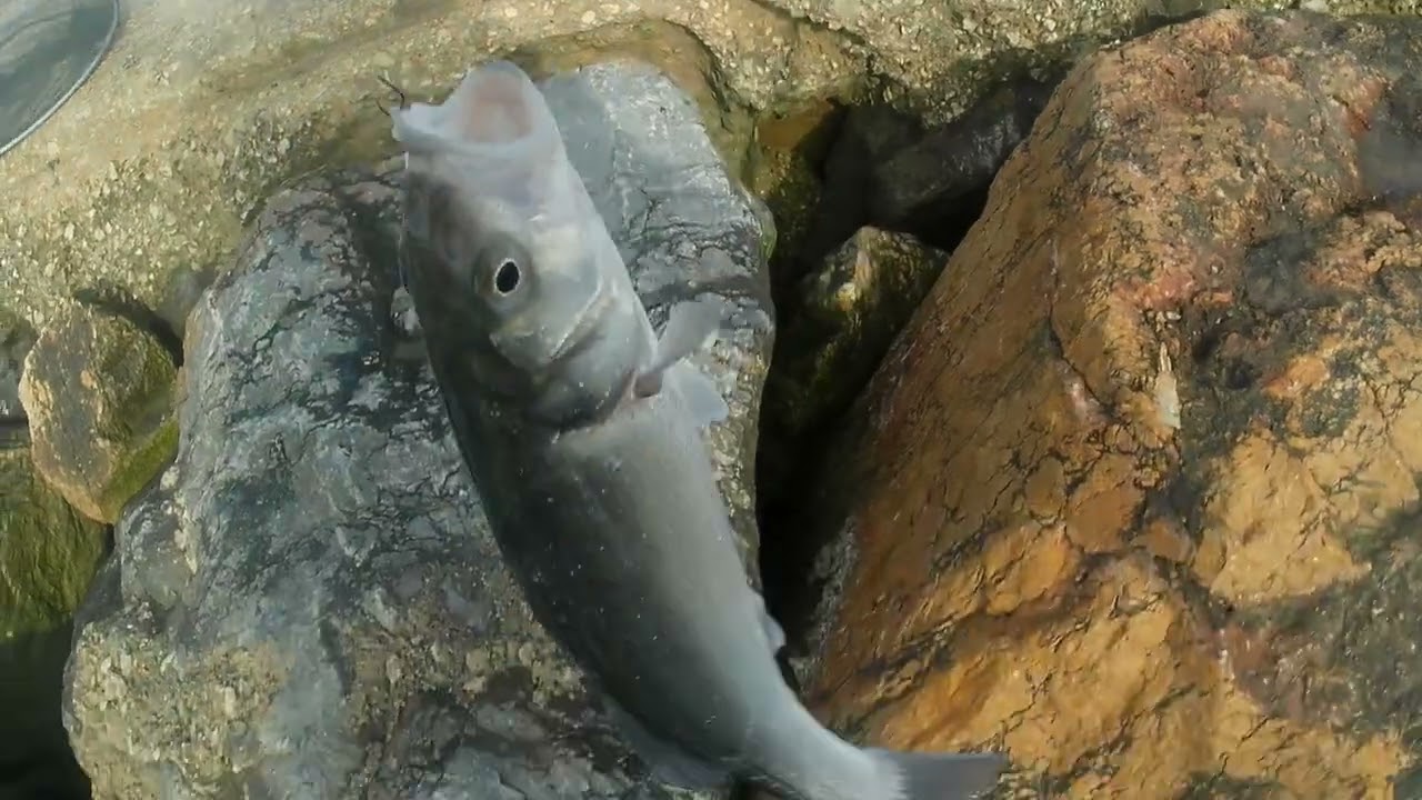Pescando Lubinas a Boya Con Masa