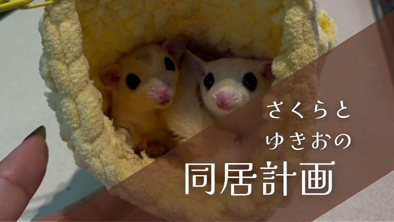 フクロモモンガのゆきおとさくらの同居計画#フクロモモンガ#フクロモモンガリューシ#小動物#モフモフ#もふもふ#爬虫類カフェ