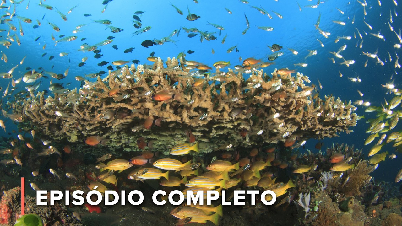 Os Maiores Recifes das Américas: De Cozumel a Roatán | Grande Azul Selvagem 105+106
