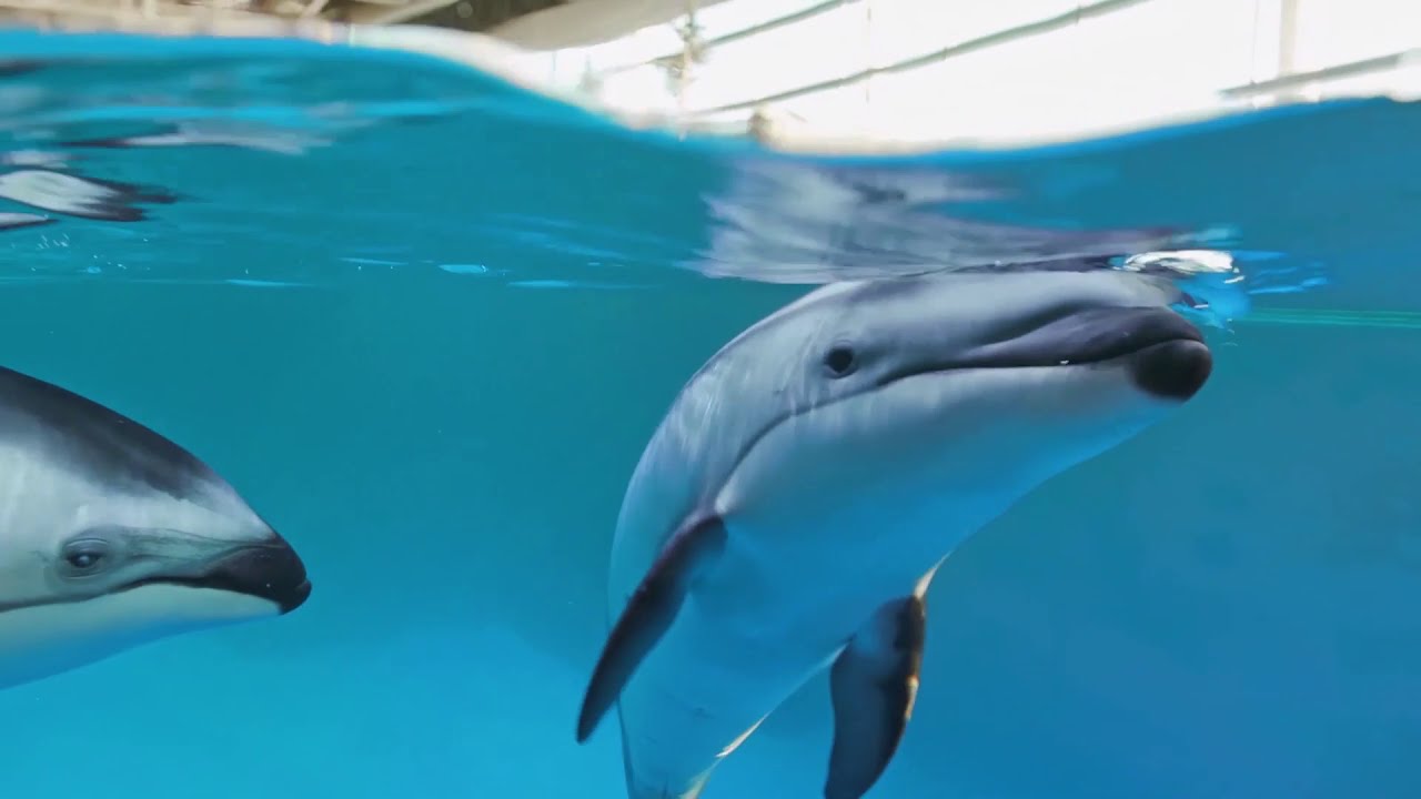 It's time for a dolphin calf name reveal!