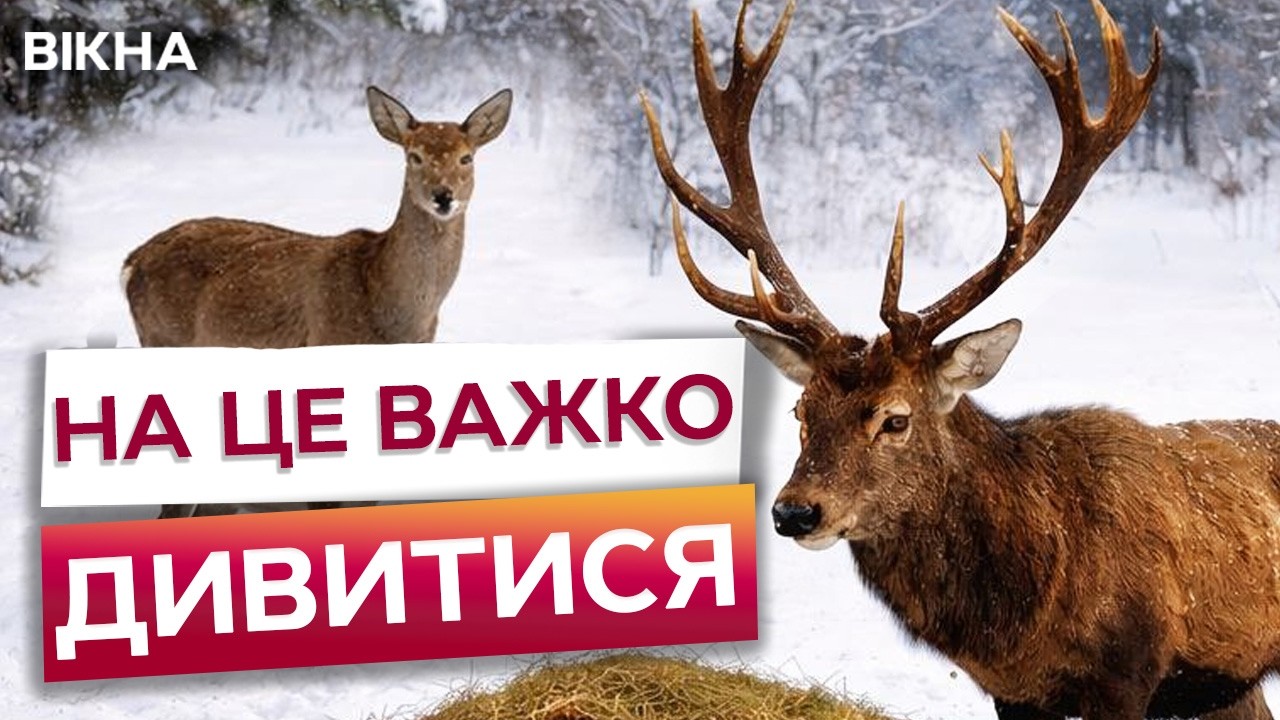 💔 Це не залишить ВАС БАЙДУЖИМ! ЗИМА ВБИВАЄ диких ТВАРИН! Морози ЗАЛИШИЛИ ТВАРИН БЕЗ ЇЖІ!