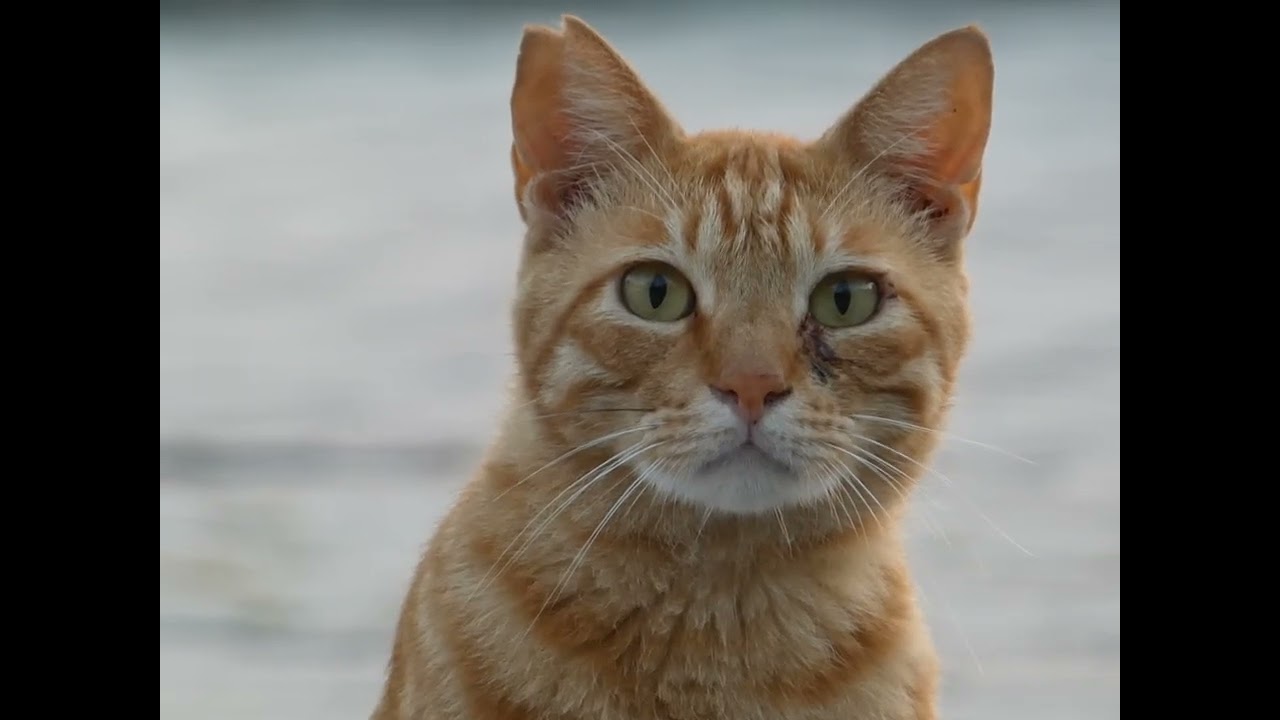 Thanks, Meows 2