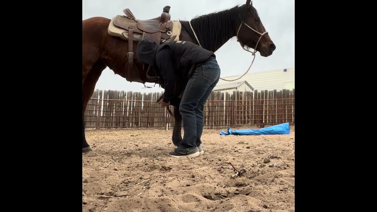 5 Yr old bay mare