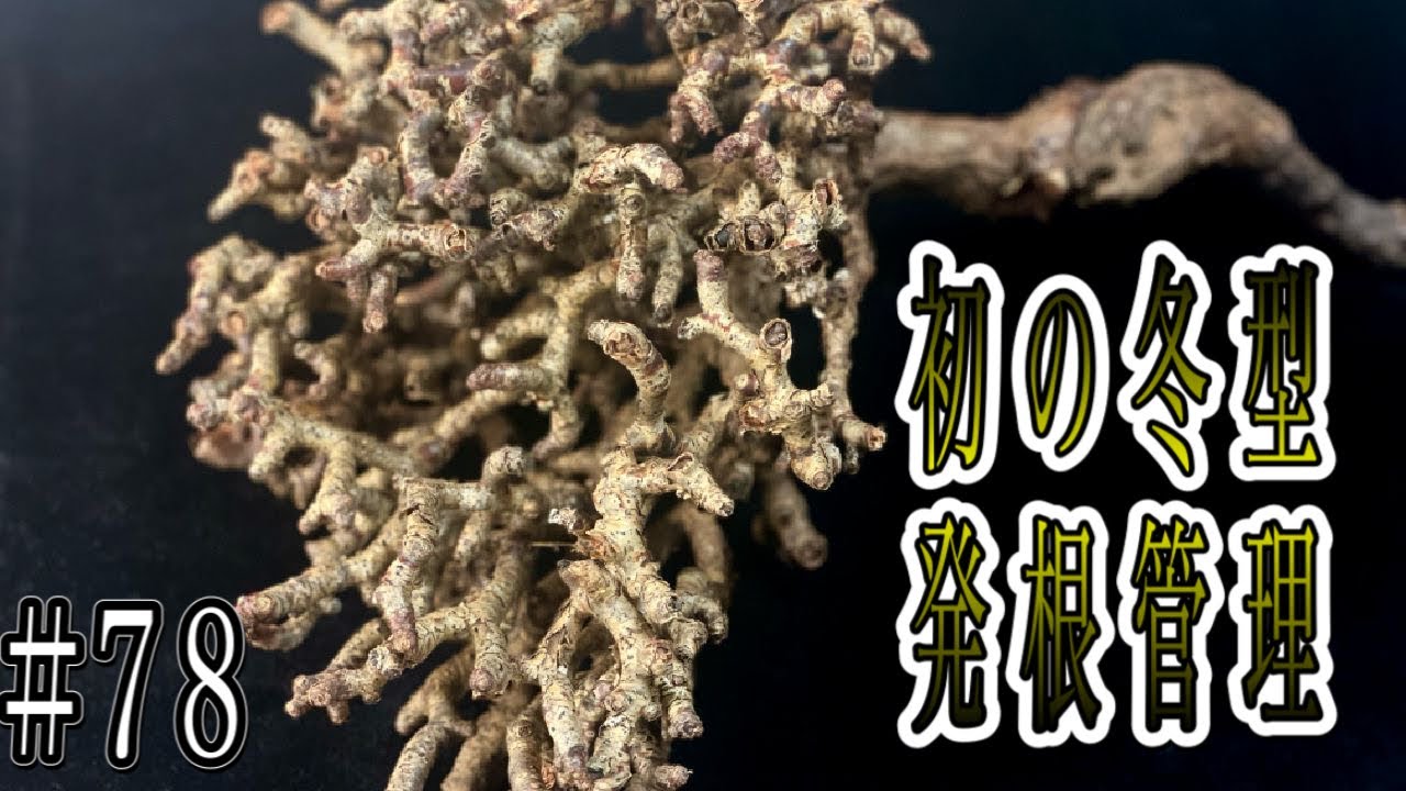『塊根植物/コーデックス』多肉植物ビッグバザールで冬型GET！初の冬型発根管理してみたっ☆