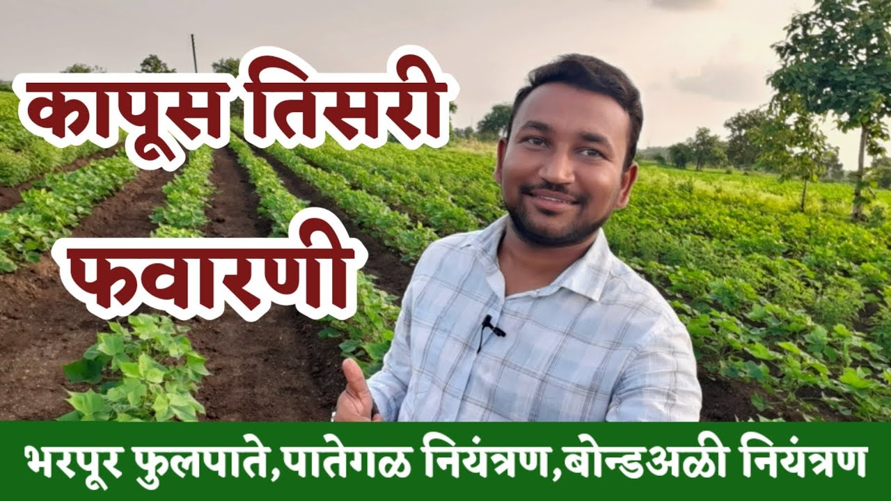 कापूस तिसरी फवारणी कोणती करावी । kapus tisari fawarni । कापूस फुलपाते वाढविण्यासाठी फवारणी । पातेगळ