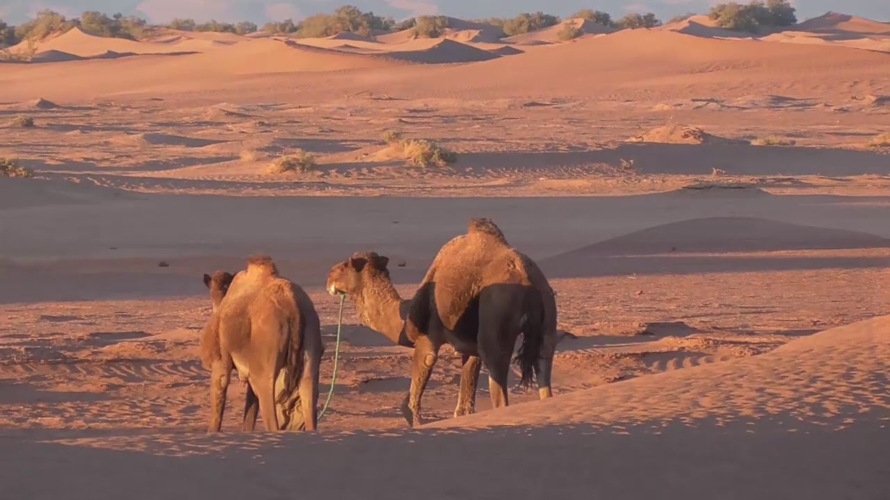 Taste of Sahara