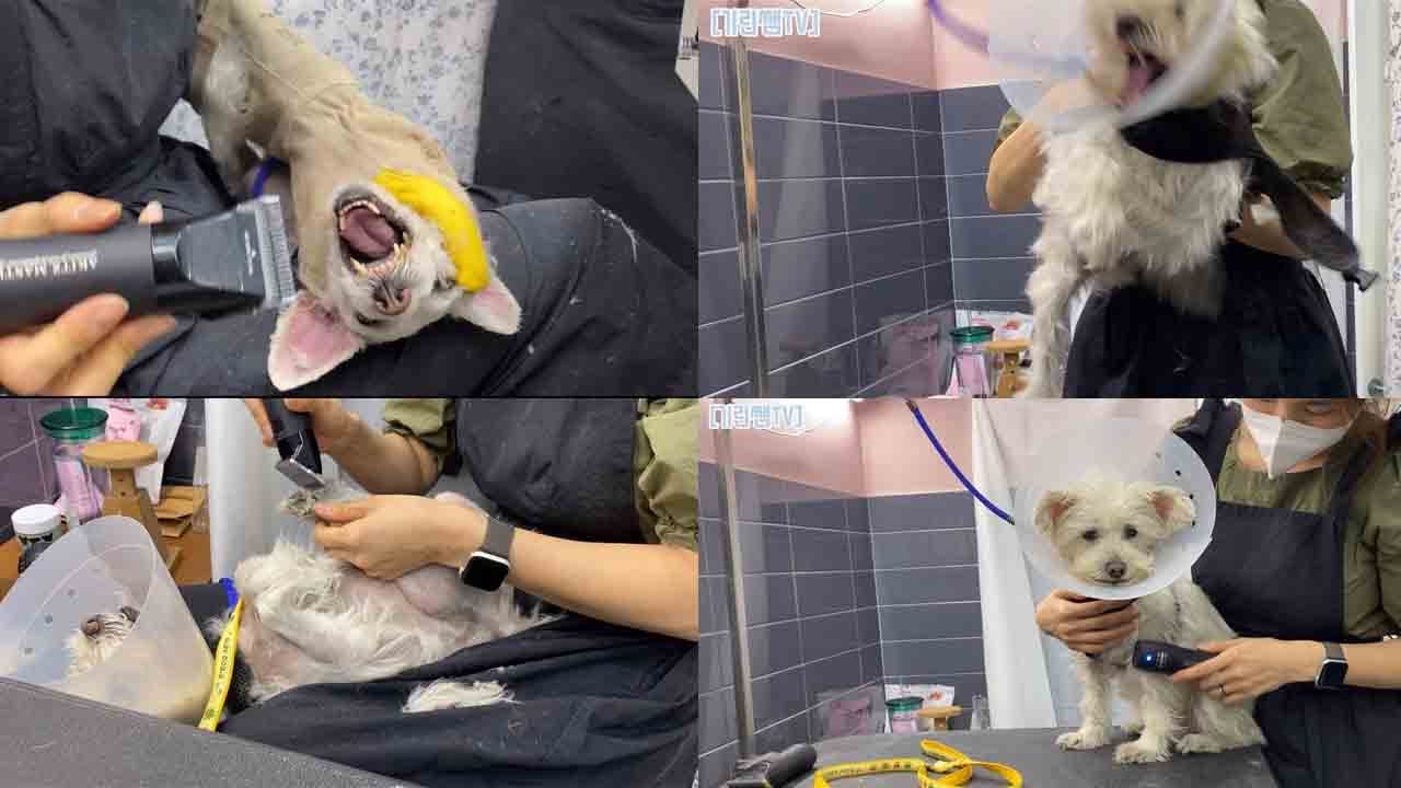 [기린쌤TV] 훈육미용실에서 60만원 내고 미용했던 강아지가 미용왔어요(부재 : 기린쌤은 포기하지않아요)