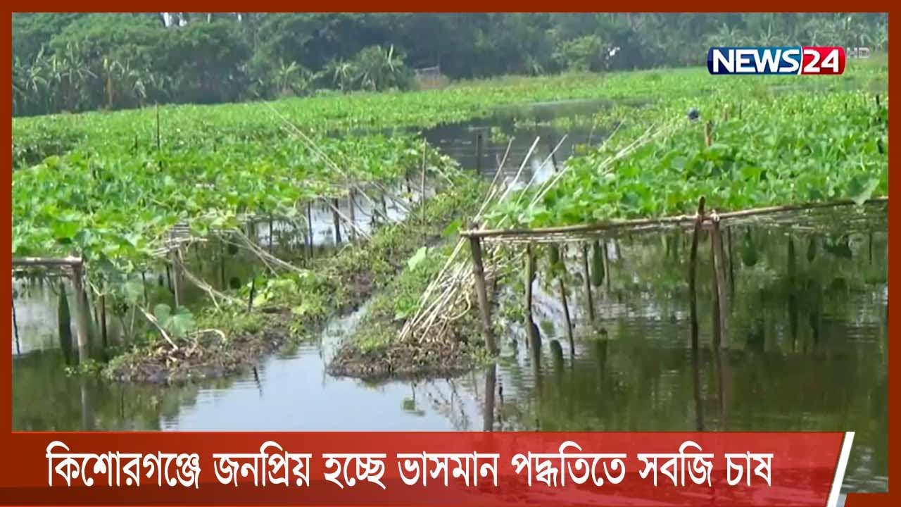 কিশোরগঞ্জে জনপ্রিয় হচ্ছে ভাসমান পদ্ধতিতে সবজি চাষ 27Oct.21