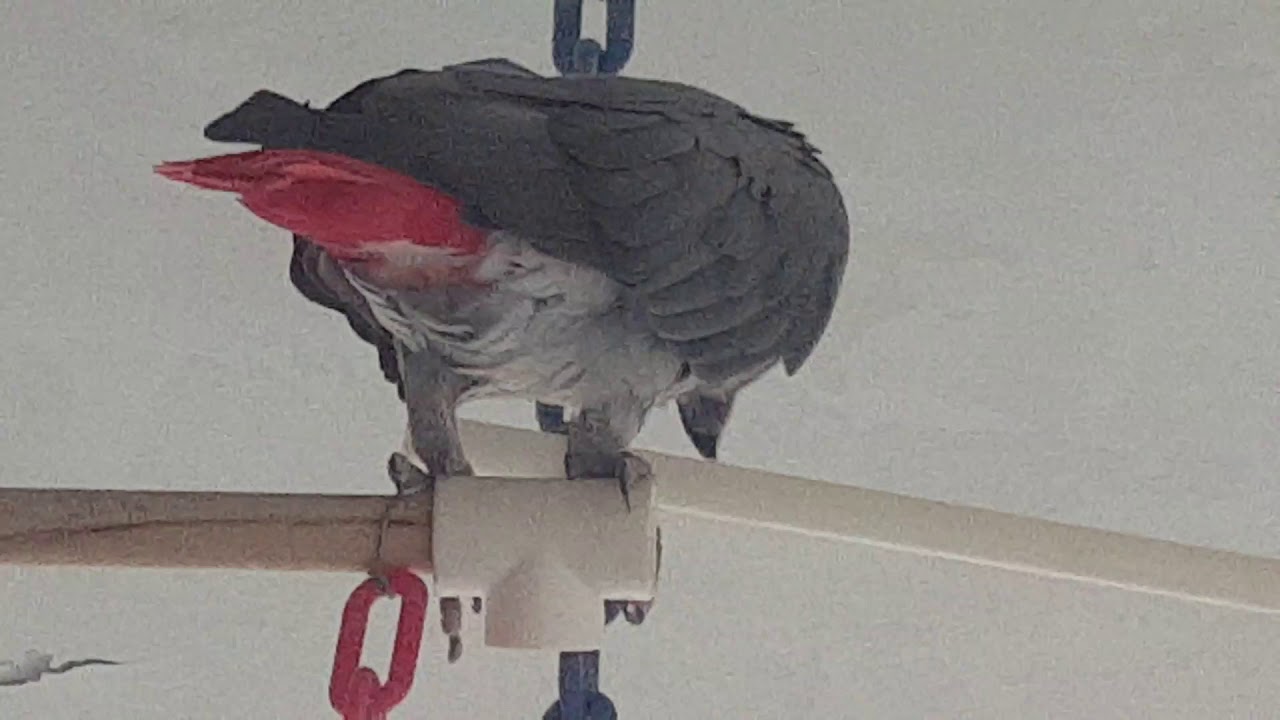 TALKİNG PARROT ÇAKIL BABASI TATİLDEN DÖNDÜ