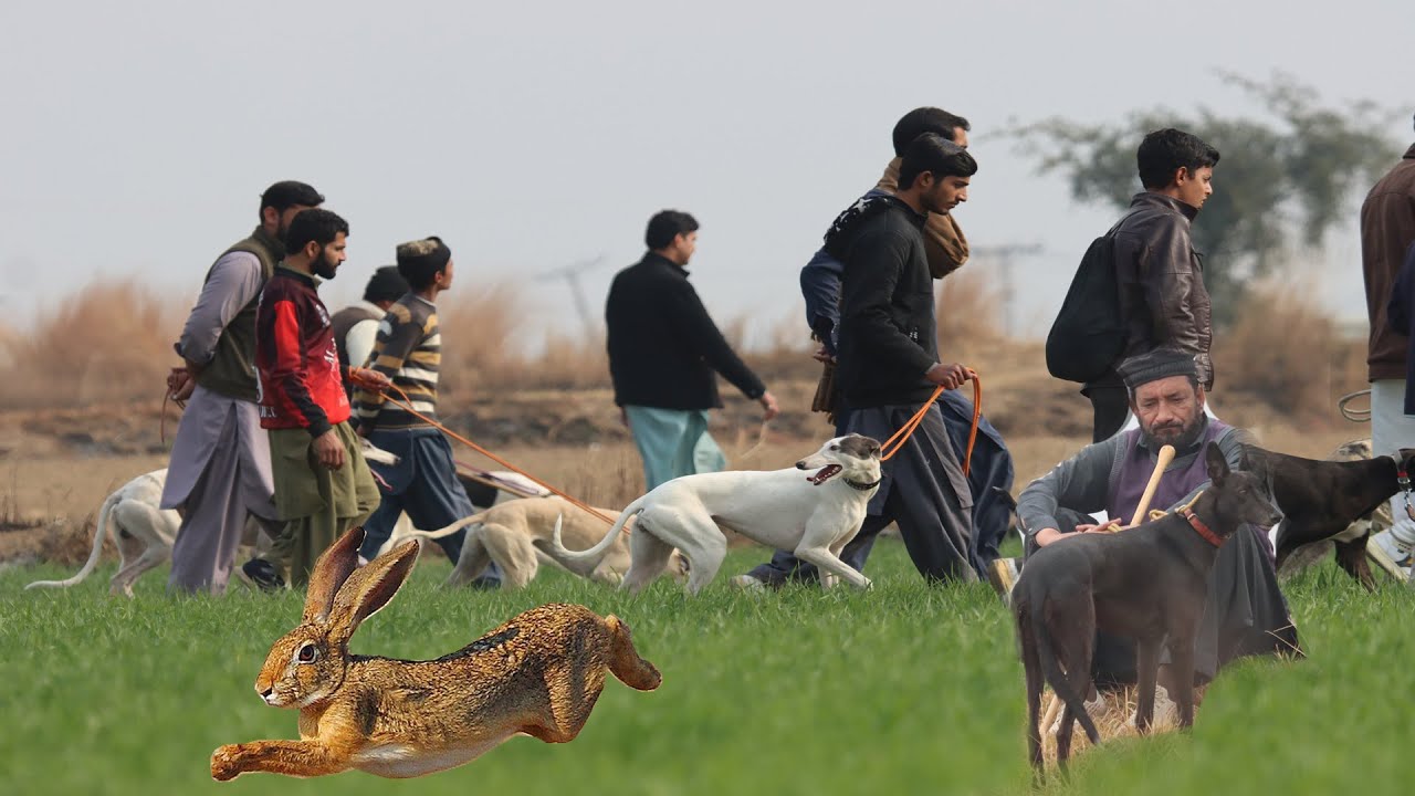 Greyhound vs Hare | Hunting Dogs |Dog vs Rabbit |صيد الثعالب بكلاب السلوقي | Khargosh ka Videos