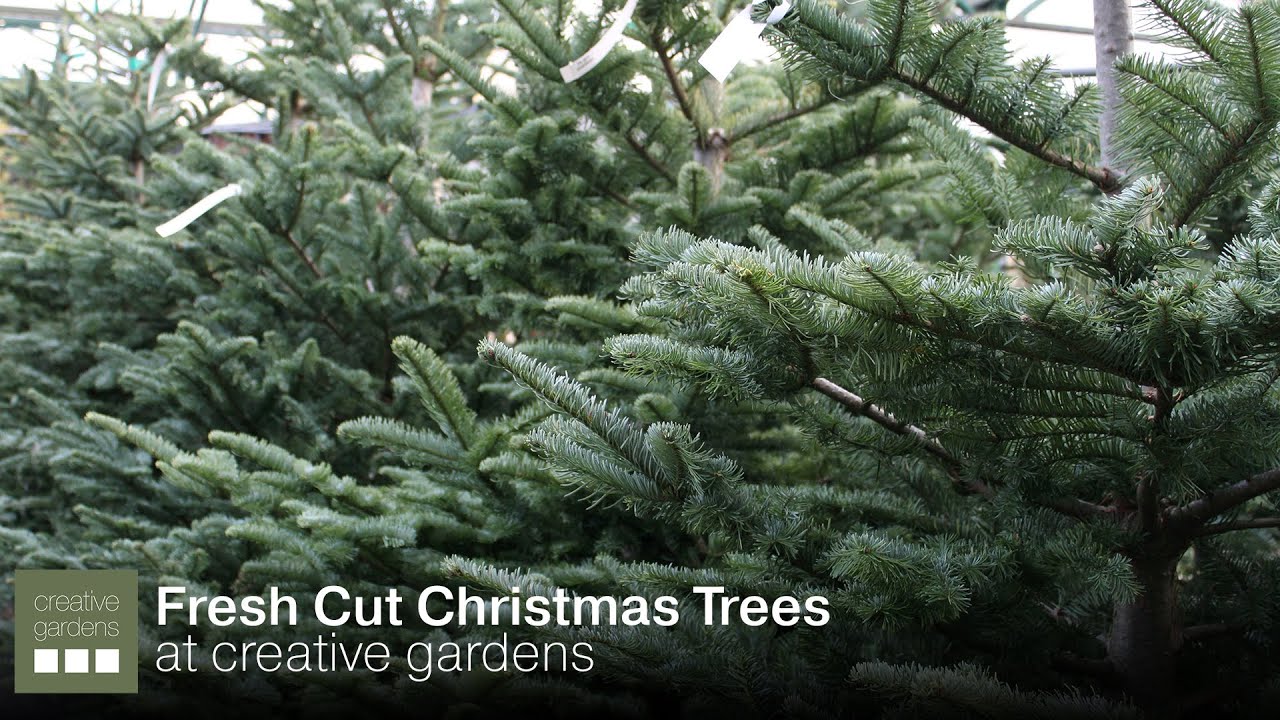 Fresh Cut Christmas Trees at Creative Gardens | Creative Gardens