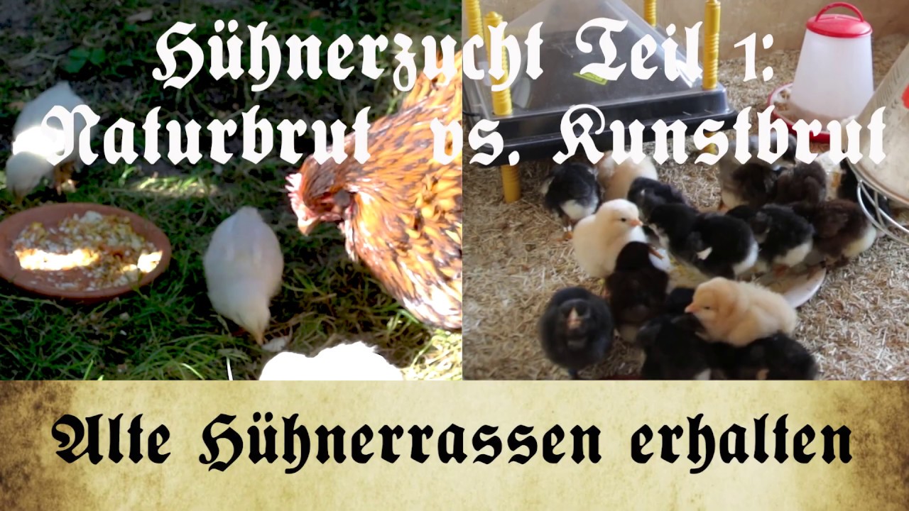 Zucht alter Hühnerrassen - Teil 1: Einleitung/Kunstbrut vs. Naturbrut