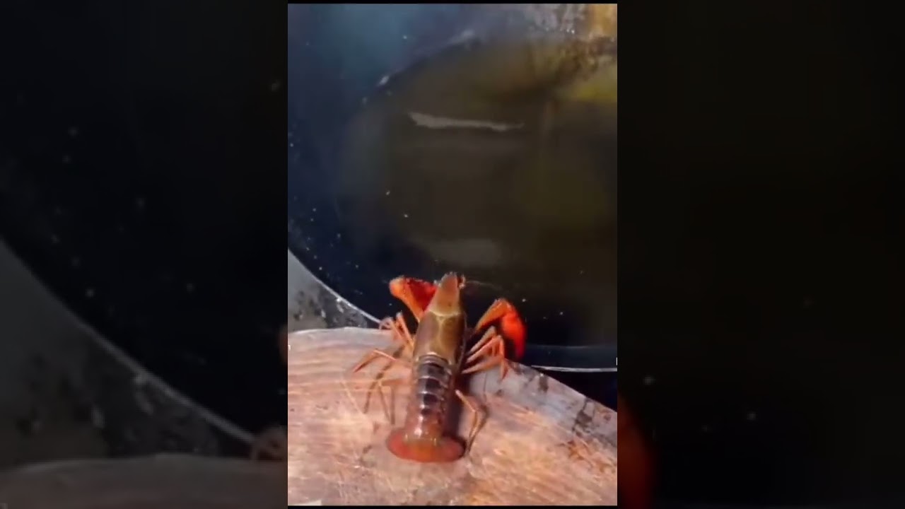 Lobster fries itself in oil