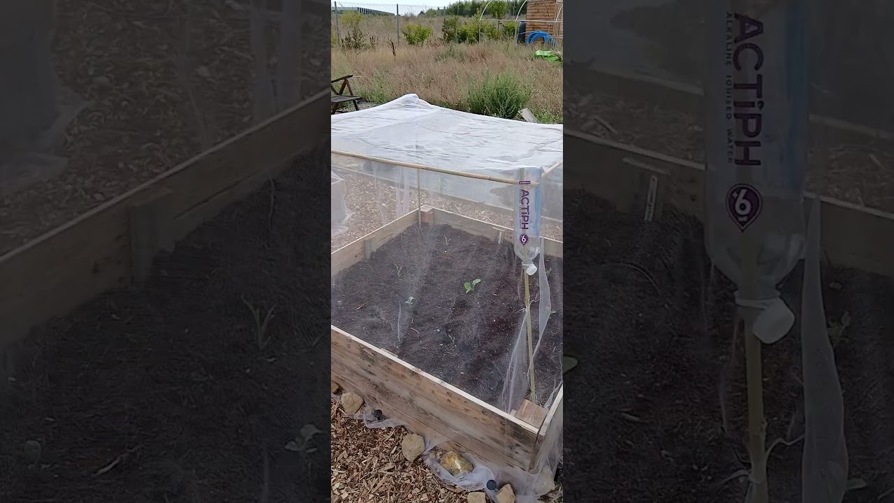 DIY brassica cage. Bamboo + bottles = budget-friendly pest protection. #allotmentlife #gardenhacks