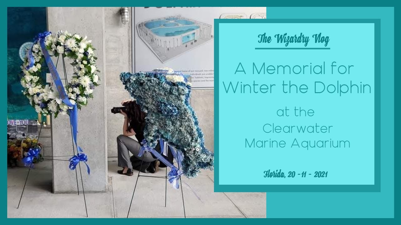 A Celebration of Life | A Memorial for Winter Dolphin | Clearwater Marine Aquarium | 20 - 11 - 2021