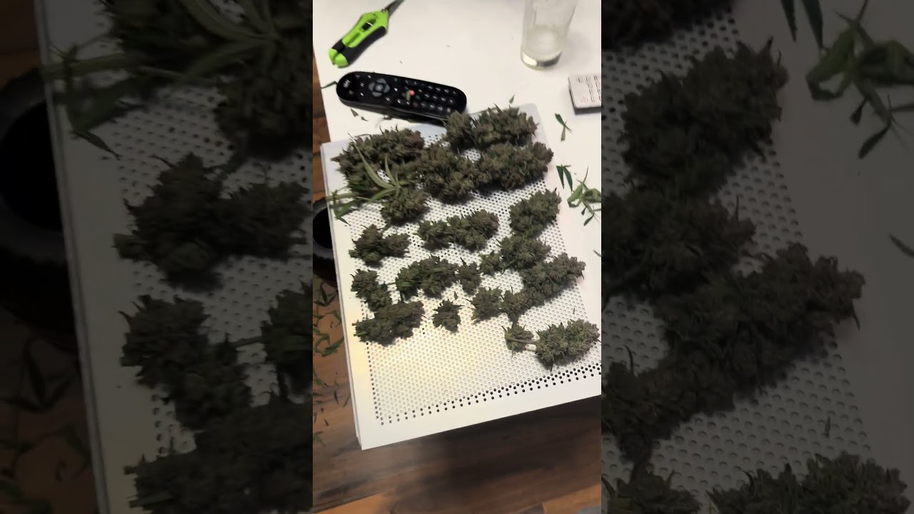 Cherry Cola Autoflower Fast Buds