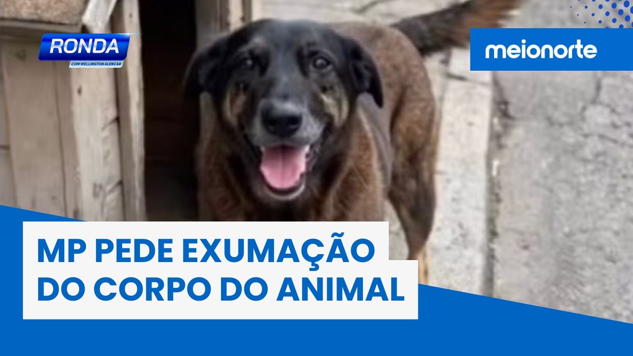 Cachorro Orelha: MP pede exumação do corpo do animal; veja! | Ronda