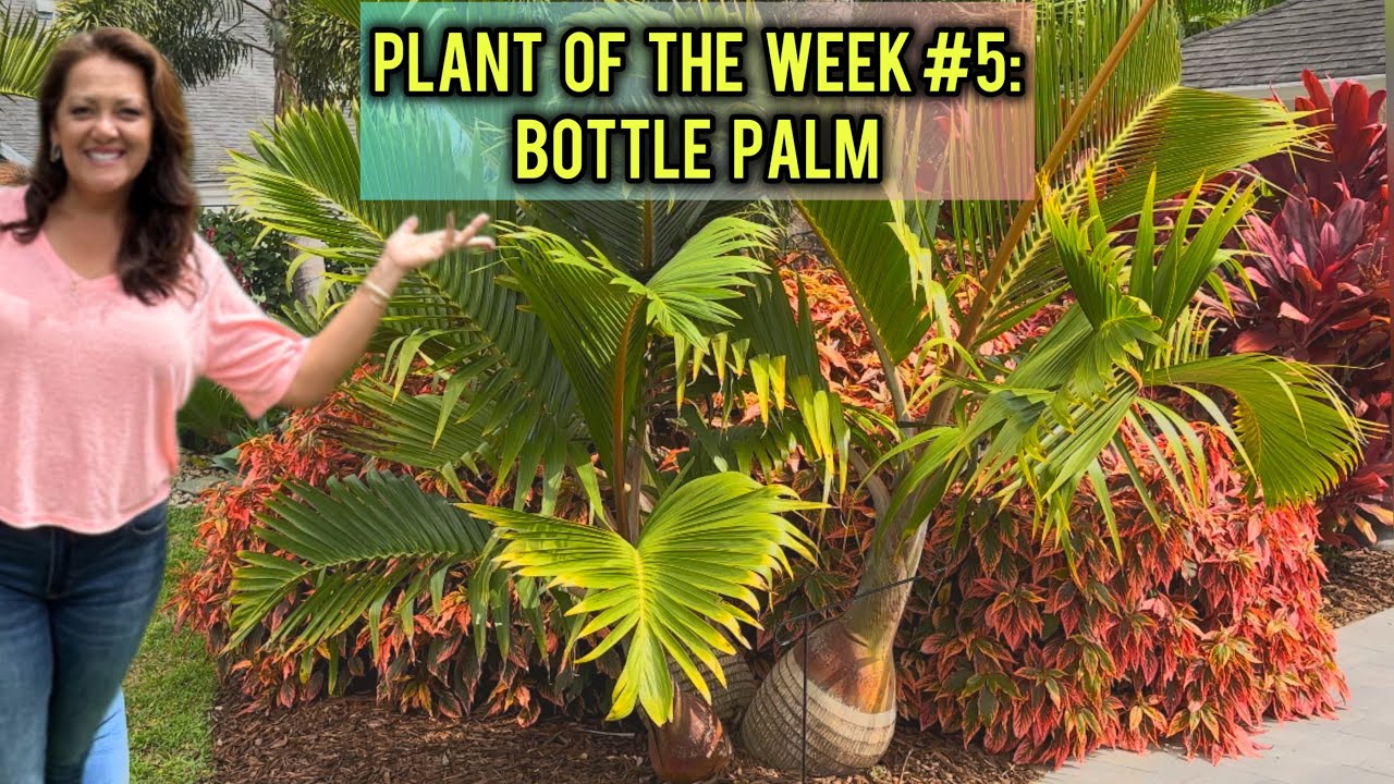 Everything You Need to Know About Bottle Palm
