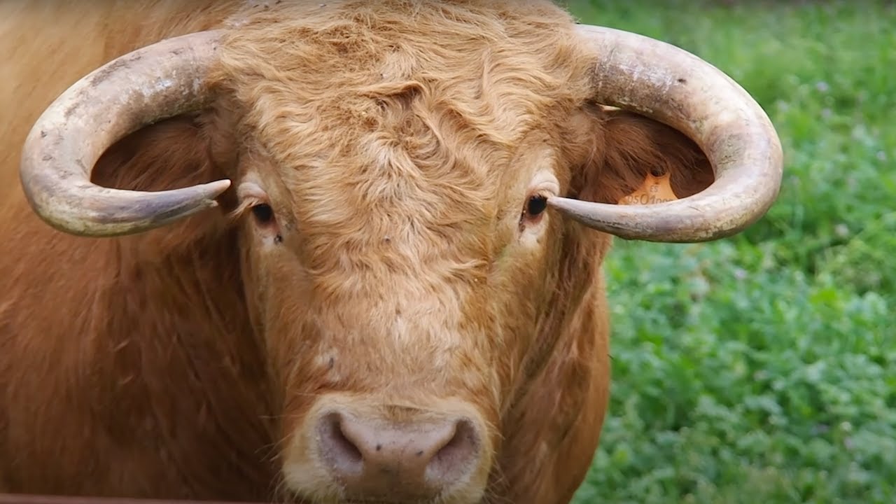 Ronda - Bulls & Bridges in Southern Spain