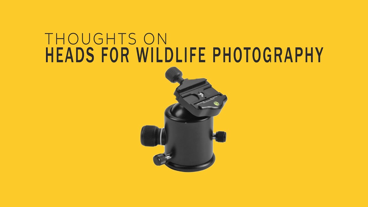 ⚙️ THOUGHTS ON TRIPOD HEADS FOR WILDLIFE PHOTOGRAPHY