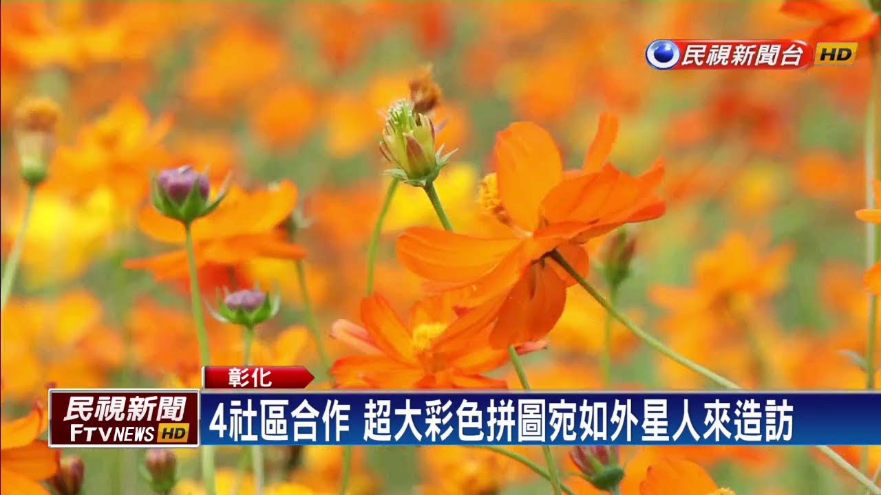 花現中台灣！彰化雲林田間美不勝收－民視新聞