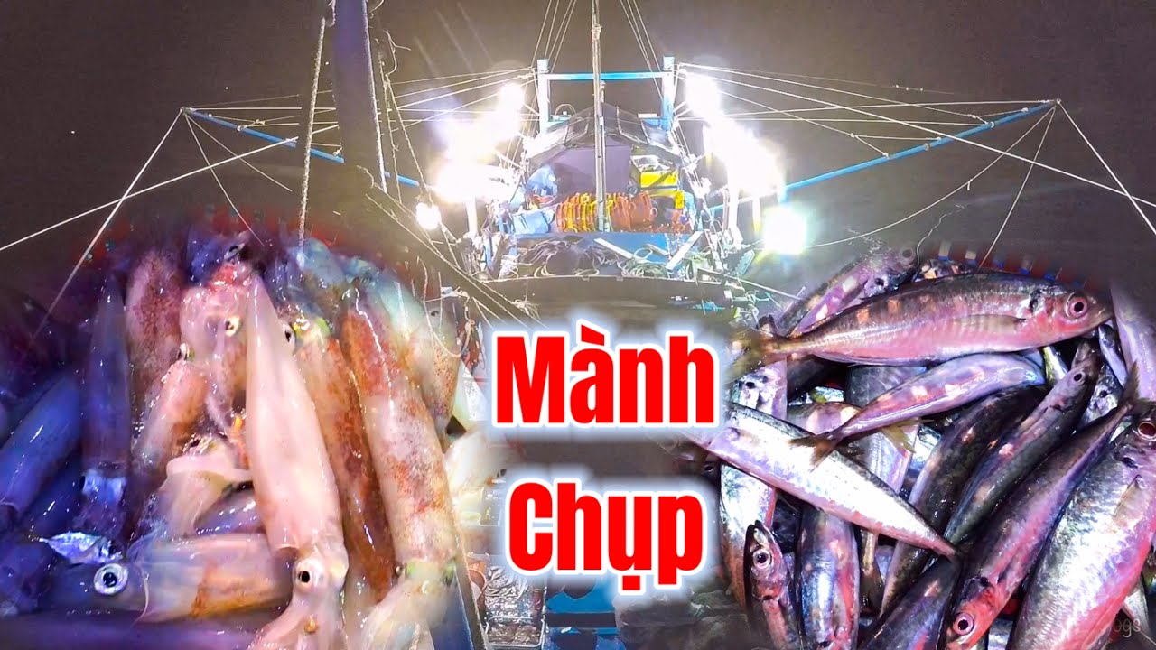 Ngày Bội Thu Cá Mực | Mừng Cho Bà Con Ngư Dân | Nghề Mành Chụp