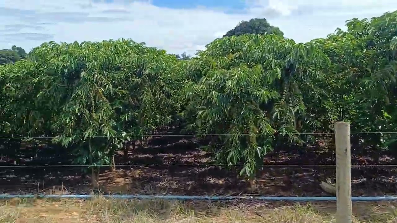 Café clonal robusta amazônico de Rondônia,  R22, 08, 25, AS2