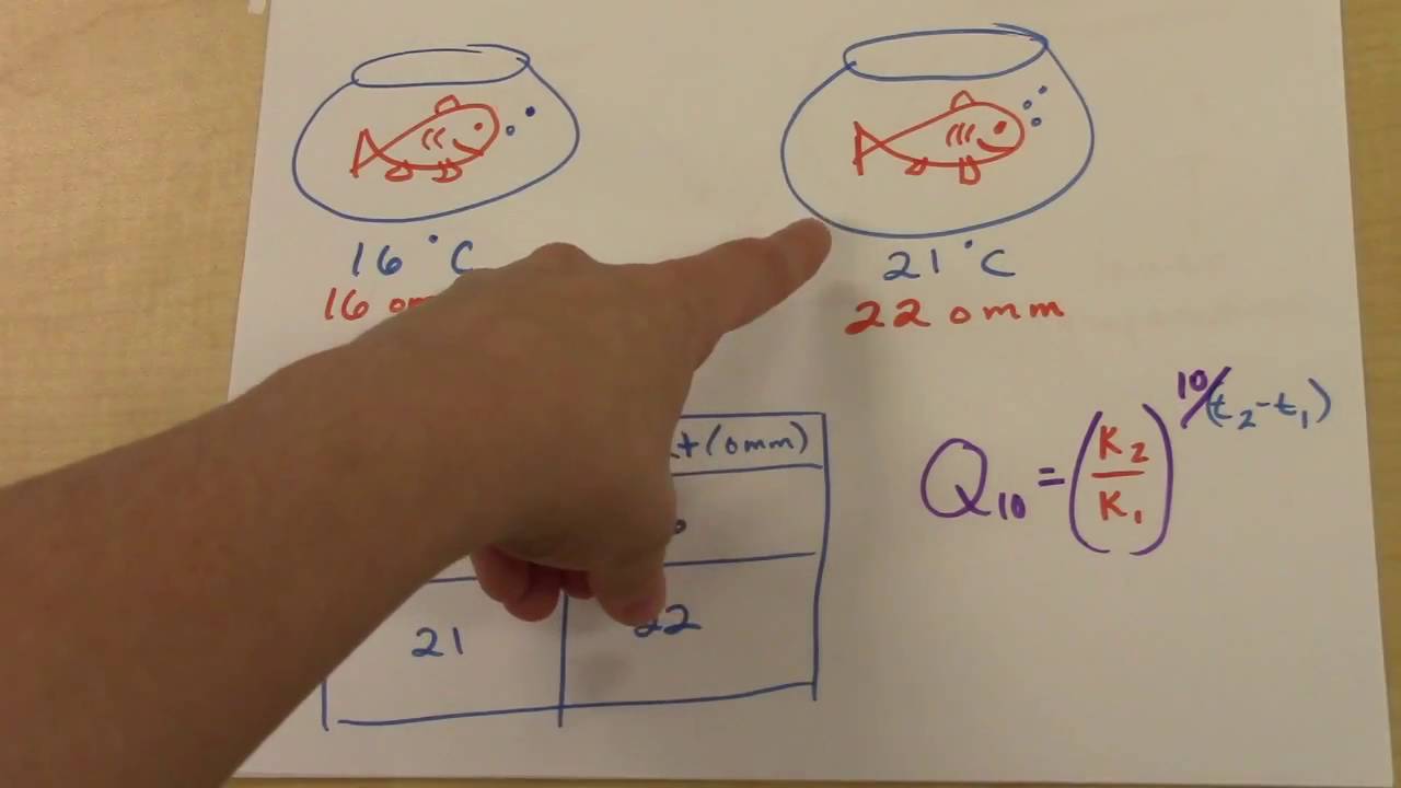 Q10 Temperature Coefficient Explained | AP Biology Exam Review
