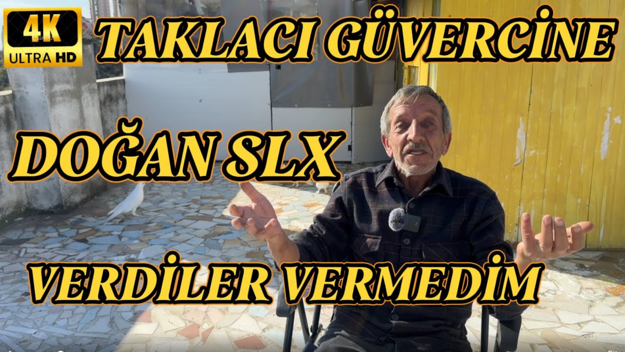 BİTANE TAKLACI KUŞA SIFIR DOĞAN SLX VERDİLER VERMEDİM!!!#güvercin #guvercinler #taklacıgüvercin
