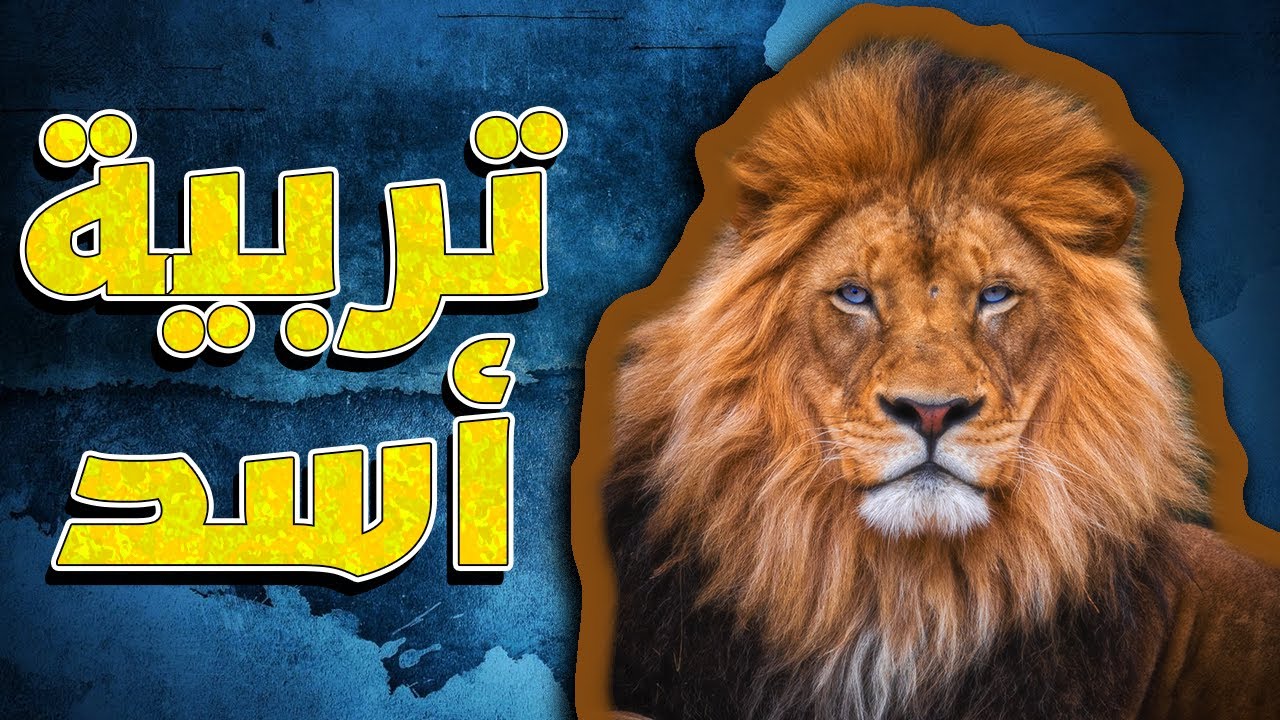 طريقة تربية الأسد وكل شي بتحتاجه للعناية فيه - Lion Care Routine