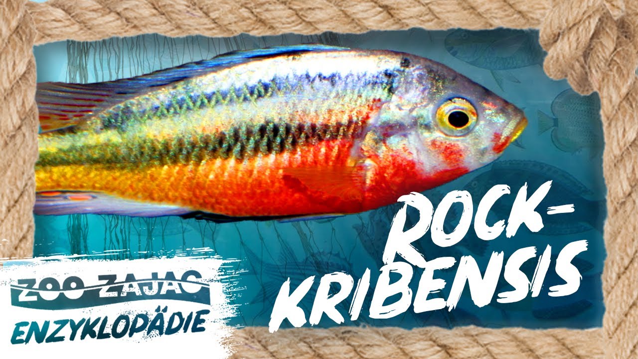 KATASTROPHE am VICTORIASEE | ROCK-KRIBENSIS | FISCHENZYKLOPÄDIE | ZOO ZAJAC