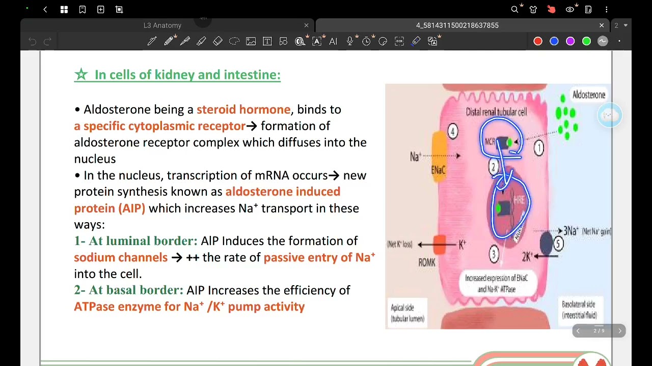 L5,6 physio : adrenal gland hormones, Endo 44
