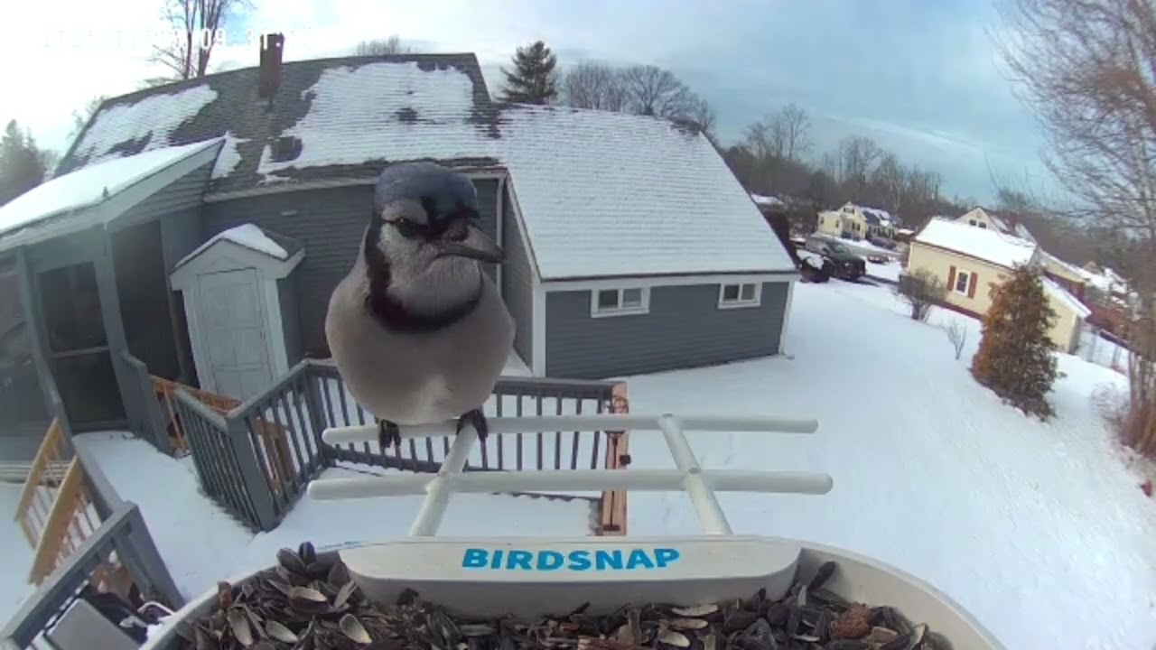 Dramatic music and birds 