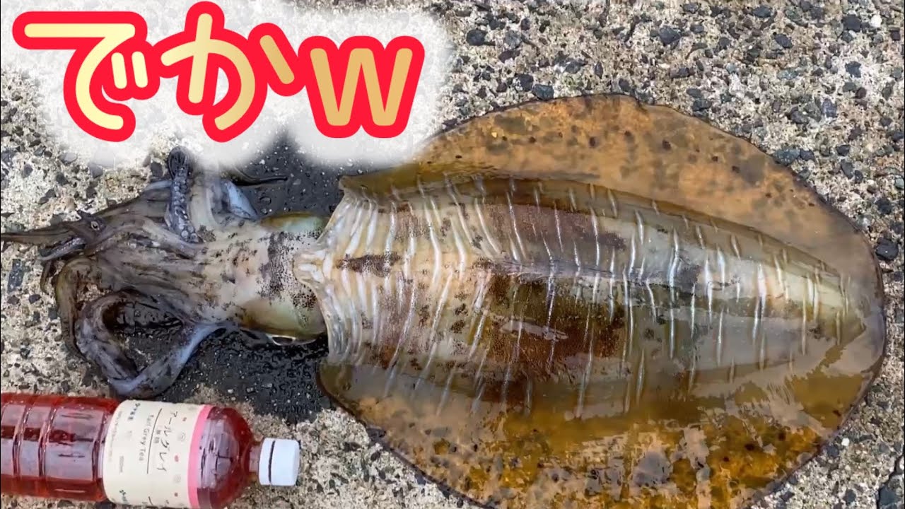 春イカ開幕！期待せずに釣り行ったらモンスター釣れた！ #エギング #アオリイカ #釣り