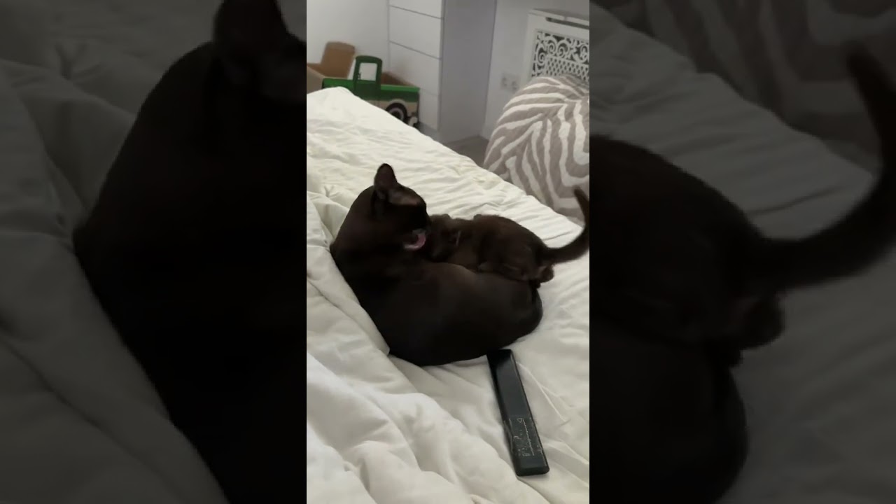 У Моники течка 😱😳 #cat#kitten#хиврямоника#монатики#