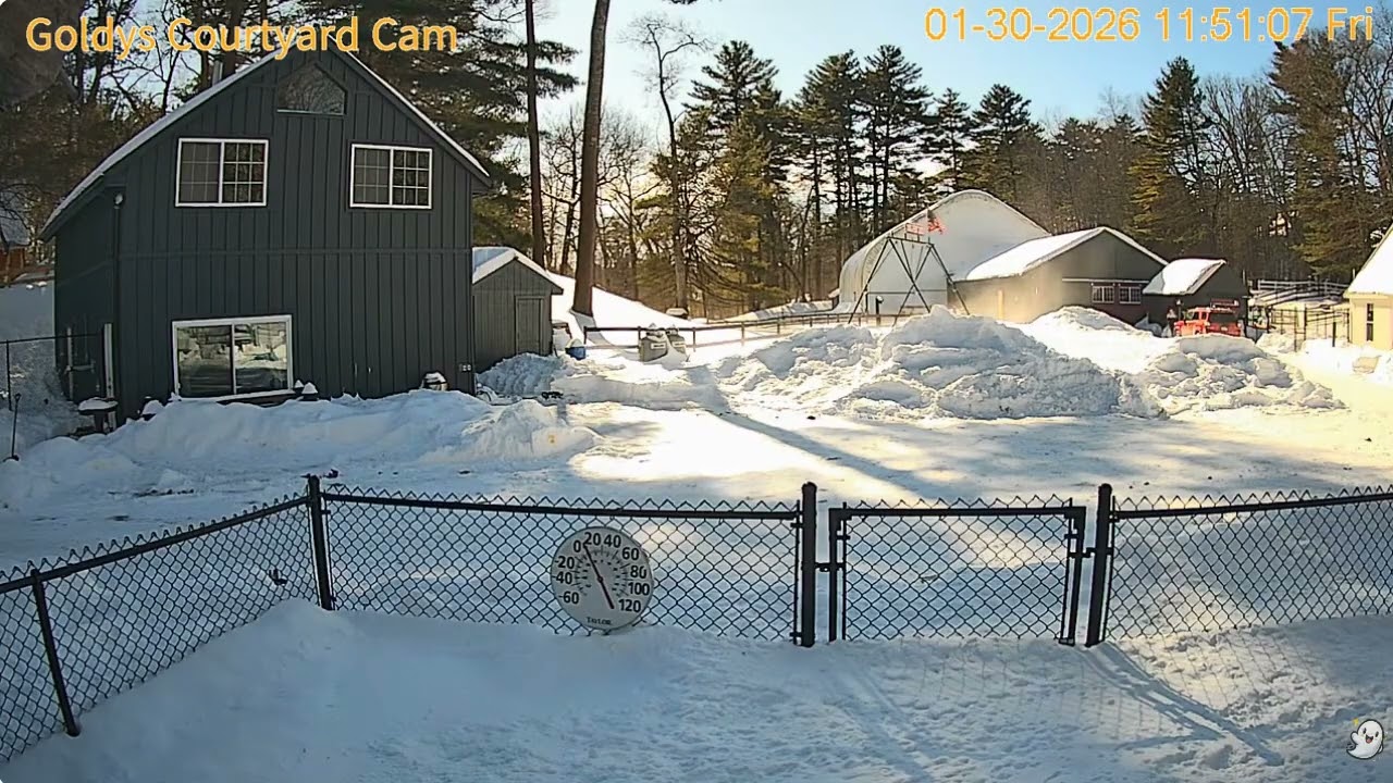 Goldy's Courtyard 1149am ET Larky bunny return 1302026