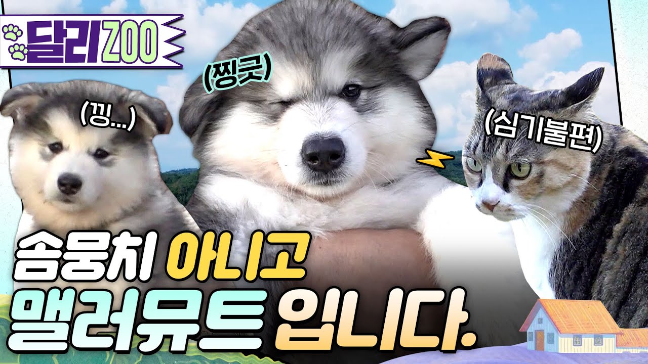 [🐕#달리ZOO] 오구 귀여워라🩵하나도 둘도 아닌 일곱이나?! 맬러뮤트 7꼬물이를 소개합니다! #TV동물농장 #달리 #DALI