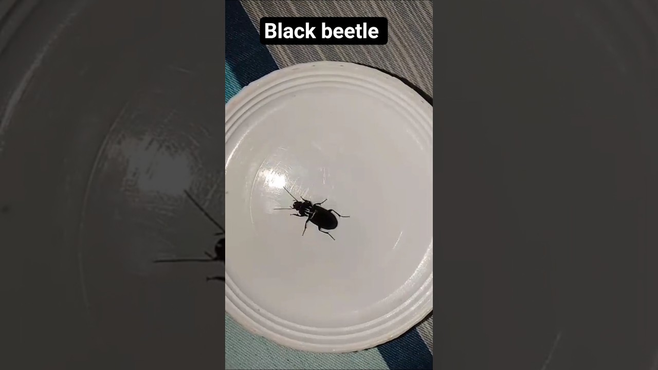 Black beetle 