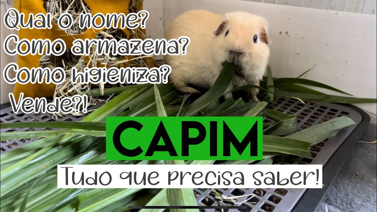 Capim para porquinhos da índia 🌱