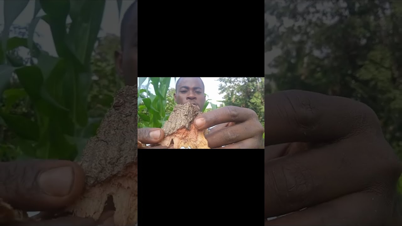  Umuti wishano woba uwuzi?kurikirana iyi video turi muntara yo hangati mugihugu kwaha umuti wishano