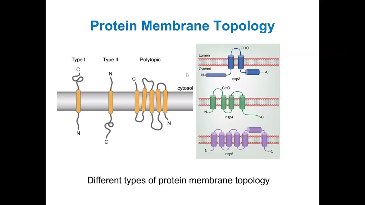 Prediksi Struktur Topologi Protein Transmembran  2026 02 10 114119