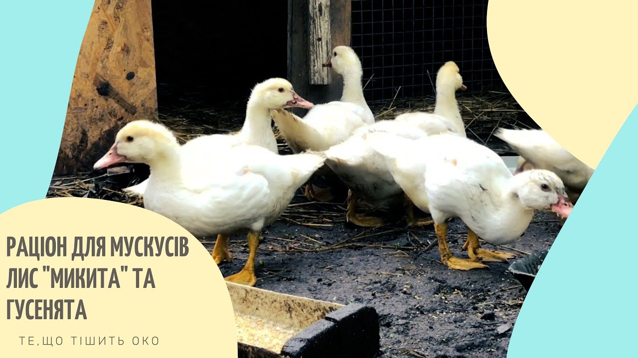 * ГУСЕНЯТА ХОЛМОГОРИ ТА ЛИС 