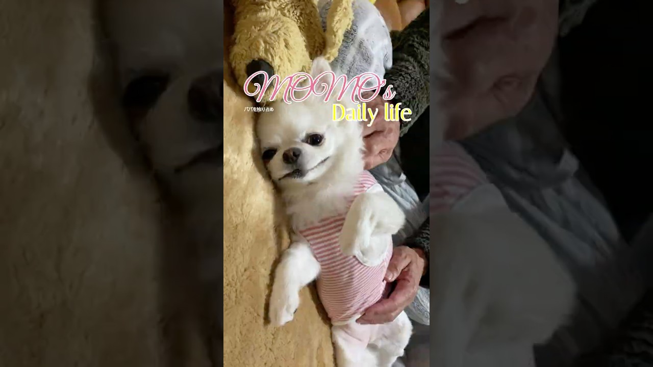 パパを独り占め【ももちゃんの日常】 #pets #ももちゃん #チワワ #犬 #子供のいる暮らし