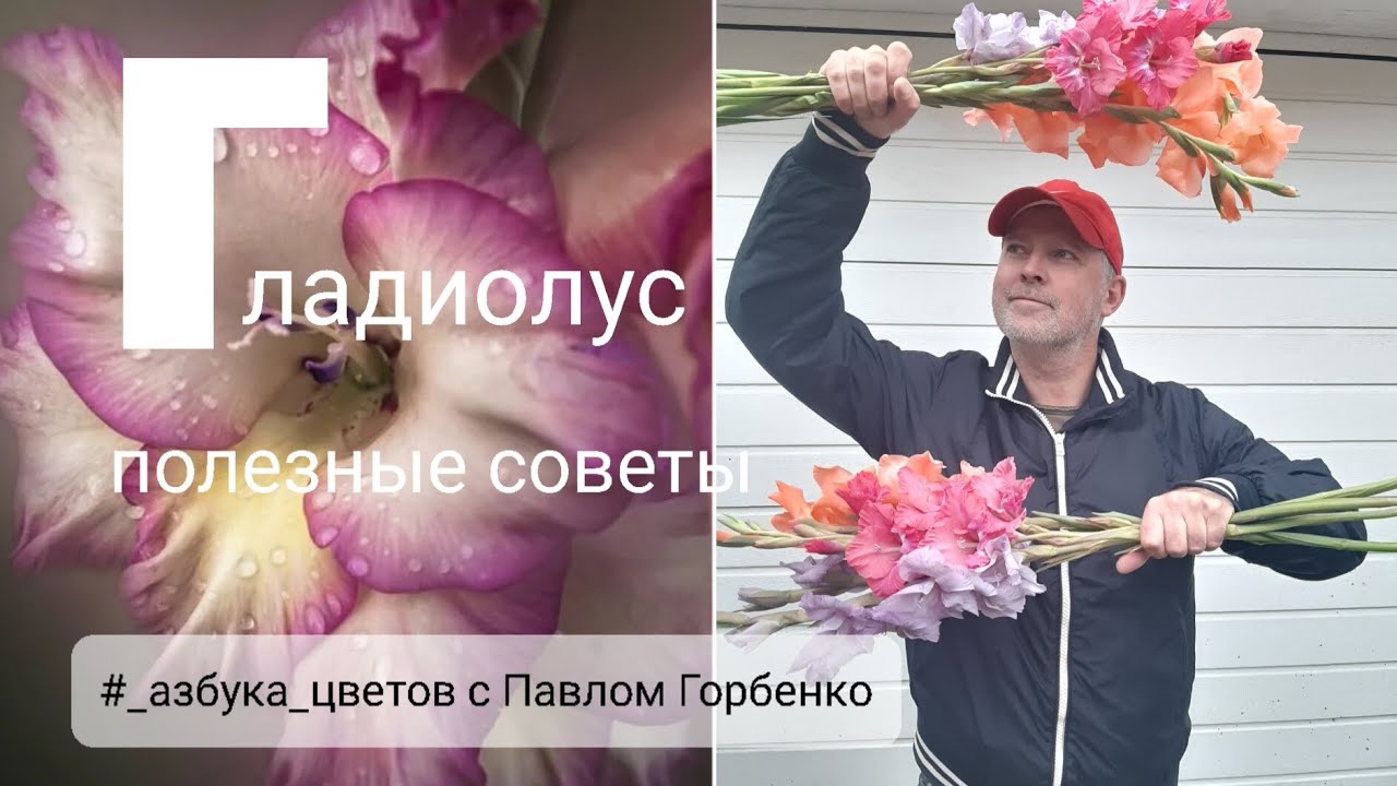 #Гладиолус . Полезные советы в рубрике 