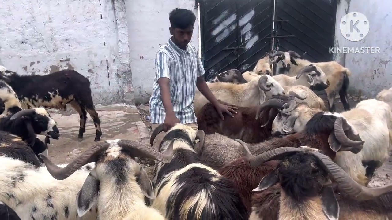 Deccan sheep’s hyderabad par heavyweight bakra available top quality 733-0072868 #available #sheep