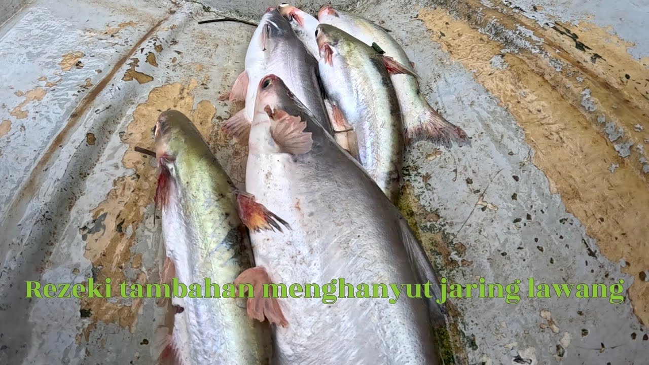 Ada rezeki tambahan menghanyut jaring lawang 😂