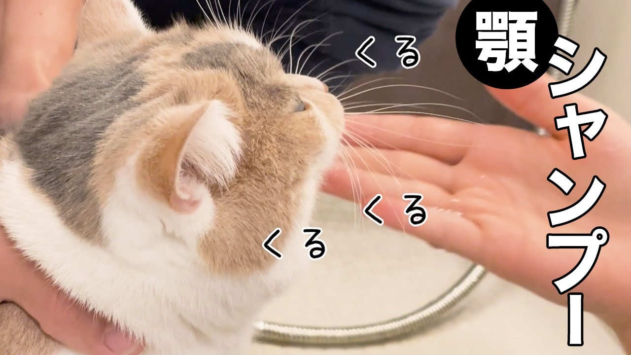 【三毛猫マンチカンのチー】初めての顎シャンプー