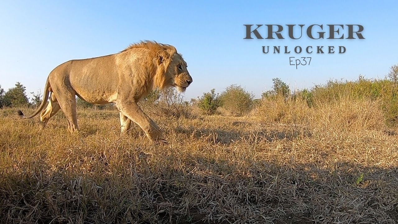 Epic Close Up of Young Male Lions on the Move!
